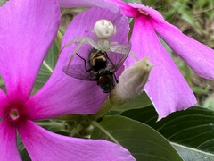 Thomisidae