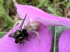 Thomisidae