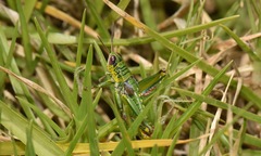 Jivarus guarandaensis