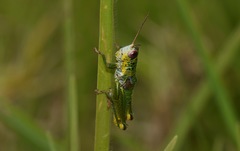 Jivarus guarandaensis