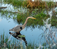 Ardea herodias