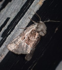 Meropleon ambifusca