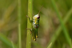 Jivarus guarandaensis
