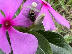 Muscidae