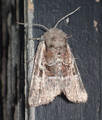 Meropleon ambifusca