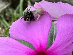 Muscidae