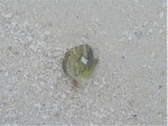Pinctada imbricata