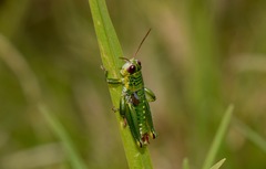 Jivarus guarandaensis