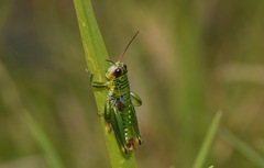 Jivarus guarandaensis