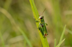 Jivarus guarandaensis