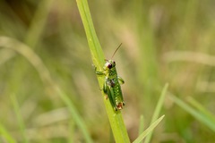 Jivarus guarandaensis