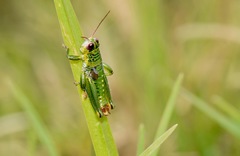 Jivarus guarandaensis