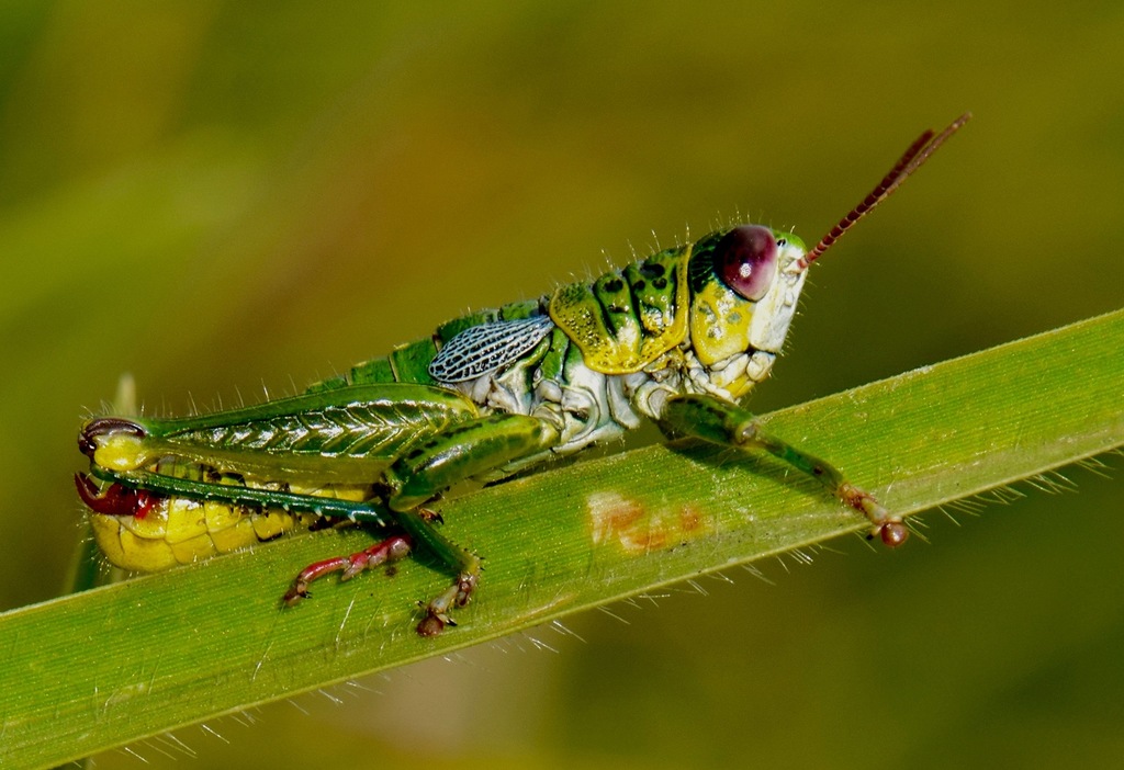 Jivarus guarandaensis