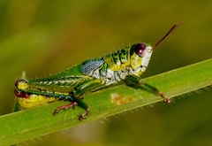 Jivarus guarandaensis