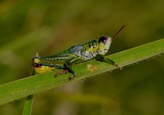 Jivarus guarandaensis