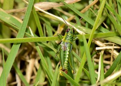 Jivarus guarandaensis