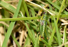 Jivarus guarandaensis