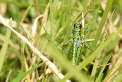 Jivarus guarandaensis