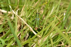 Jivarus guarandaensis