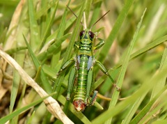 Jivarus guarandaensis