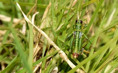 Jivarus guarandaensis