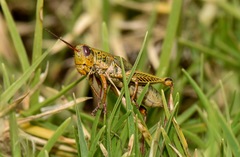 Jivarus guarandaensis
