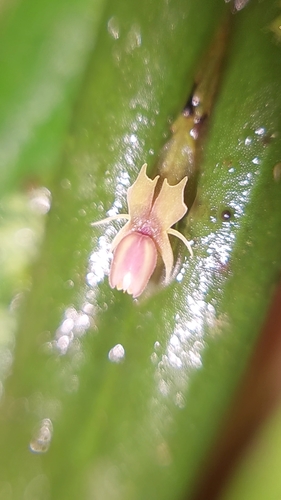 Image of Lepanthes mucronata by (c) Daniel Mesa, some rights reserved (CC BY)