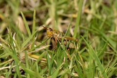 Jivarus guarandaensis