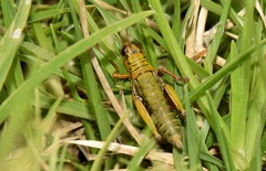 Jivarus guarandaensis