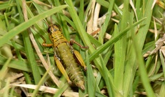 Jivarus guarandaensis