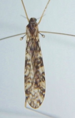 Limonia annulata
