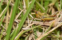 Jivarus guarandaensis