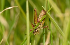 Jivarus guarandaensis