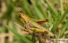 Jivarus guarandaensis