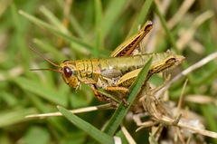 Jivarus guarandaensis