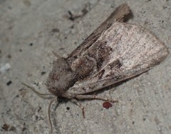 Meropleon ambifusca