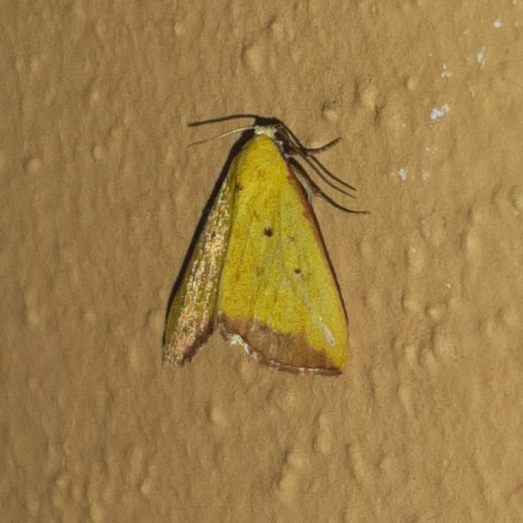 Marimatha botyoides