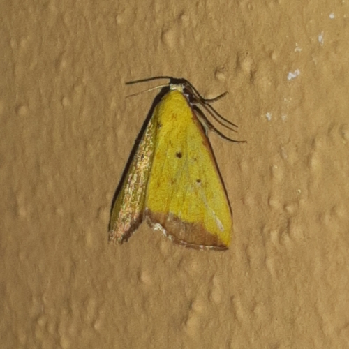 Marimatha botyoides