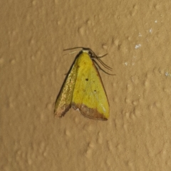 Marimatha botyoides