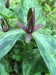 Trillium gracile