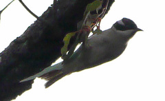 Melithreptus gularis