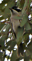 Melithreptus gularis