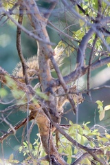 Sciurus niger