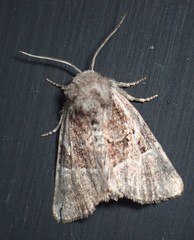 Meropleon ambifusca