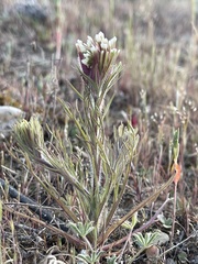 Castilleja exserta