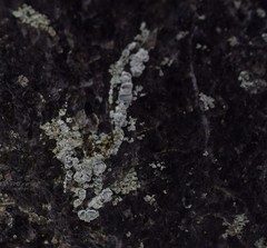 Lecanora cenisia
