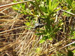 Acanthocephala thomasi