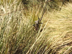 Acanthocephala thomasi