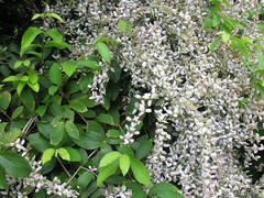 Magnoliopsida