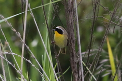 Geothlypis trichas